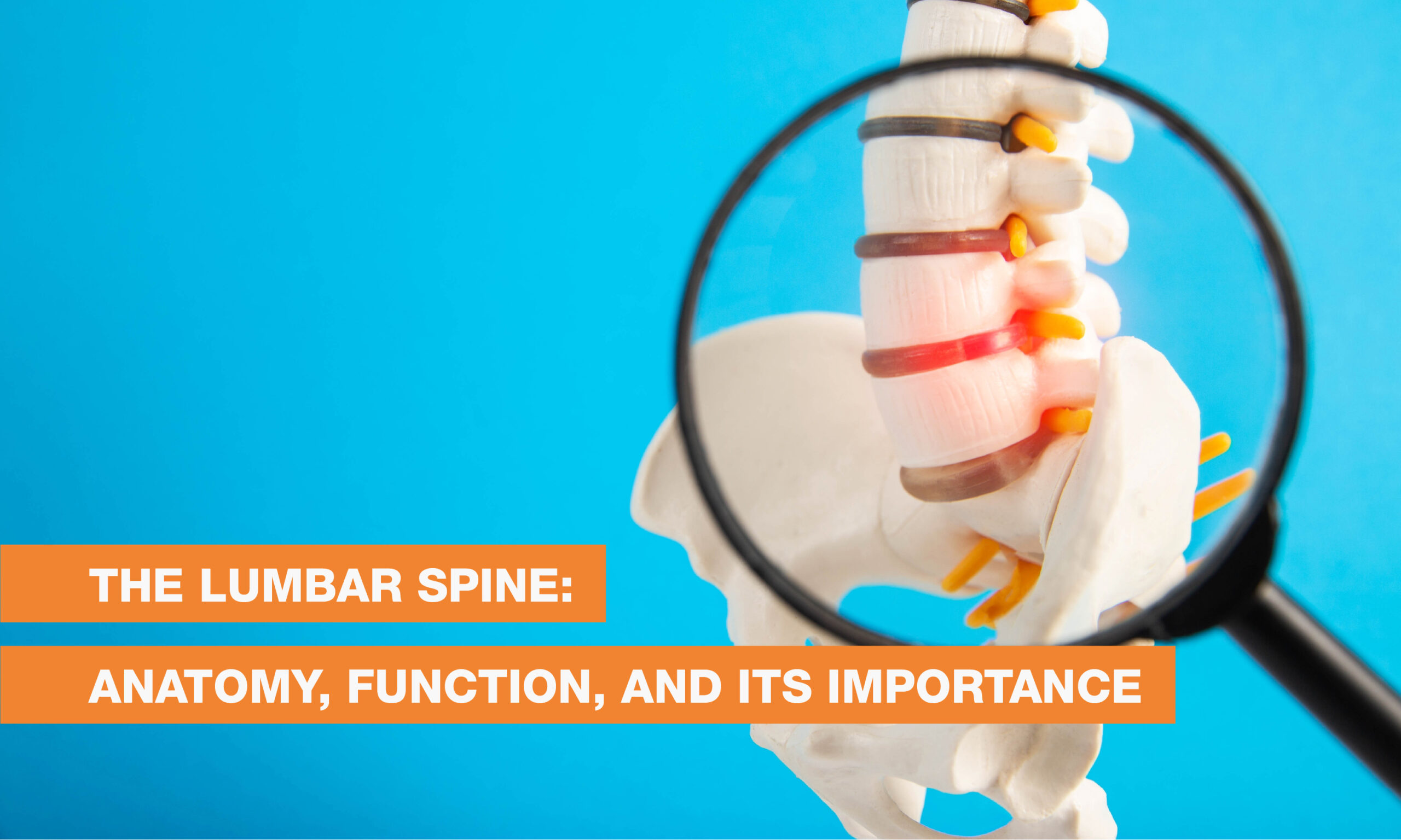 Blog Image - The Lumbar Spine: Anatomy, Function, and Its Importance